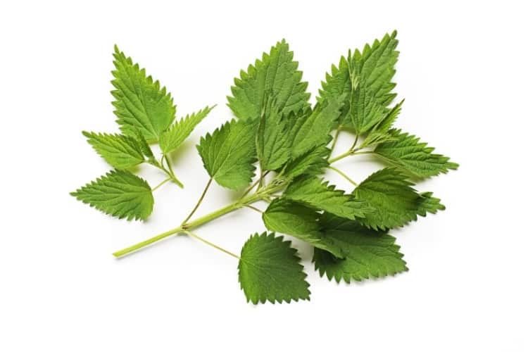 Nettle fresh leaves
