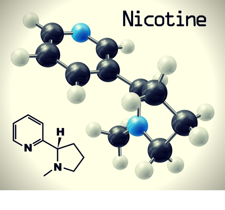 Nicotine molecule