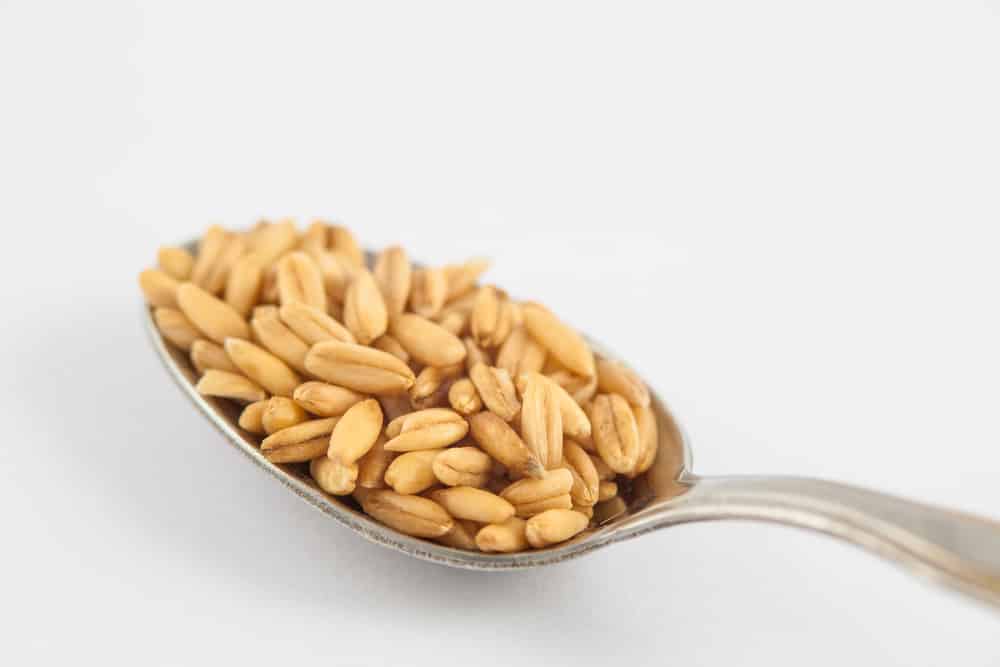 Oatmeal (Avena sativa) whole grains Oatmeal (Avena sativa) whole grains