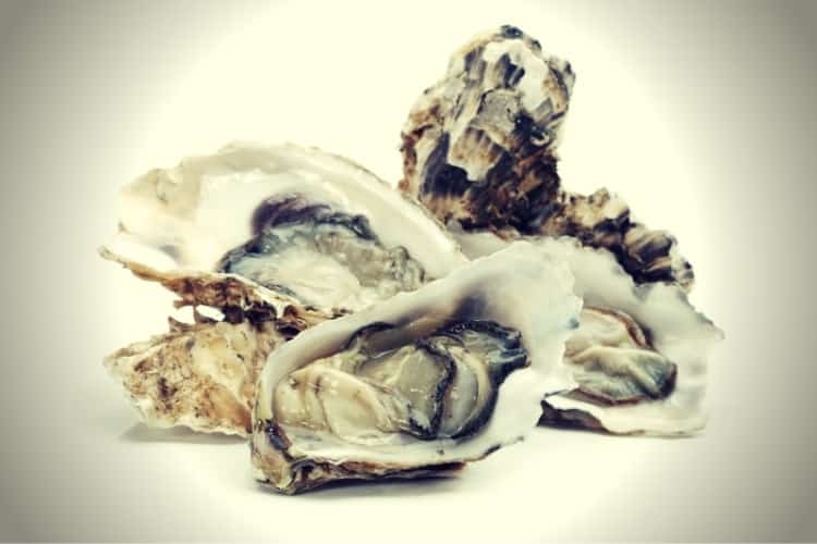 Oyster Crassostrea gigas edible shell mollusk Oyster Crassostrea gigas edible shell mollusk
