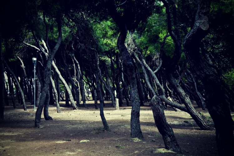 Pine forest