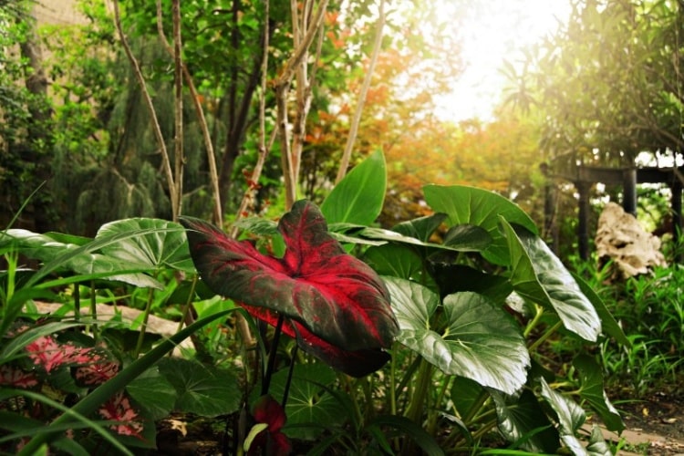 Plants red flora outdoors nature