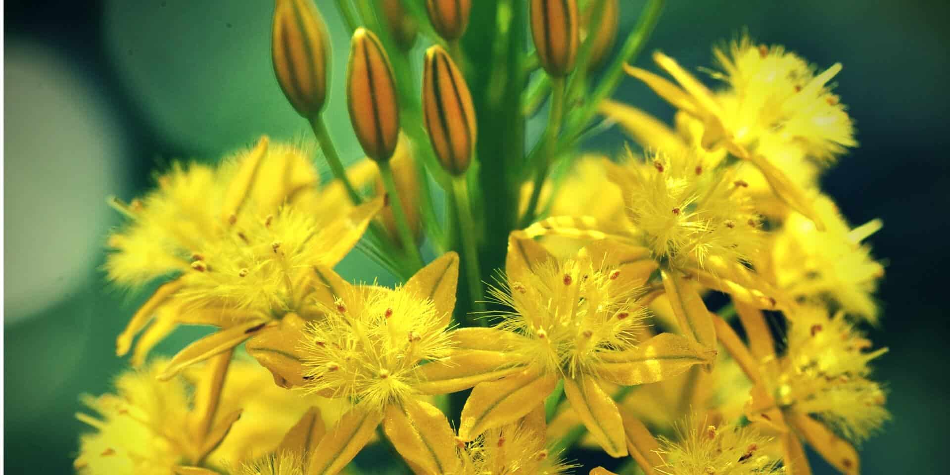 Bulbine