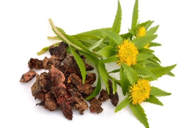 Rhodiola rosea root with golden flowers, the Arctic adaptogen with the strongest fatigue-and-cortisol evidence