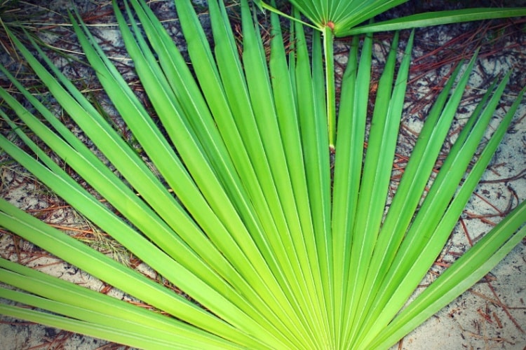 Saw Palmetto