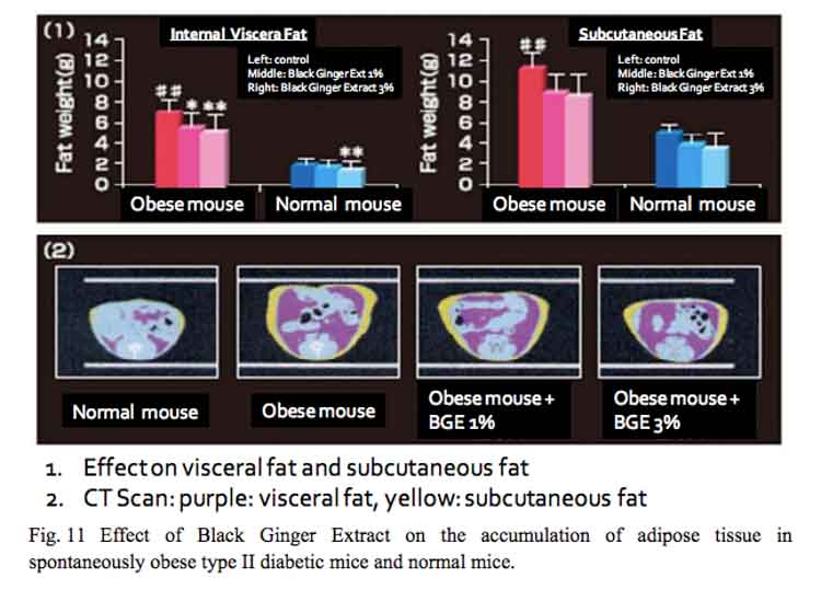 visceral fat