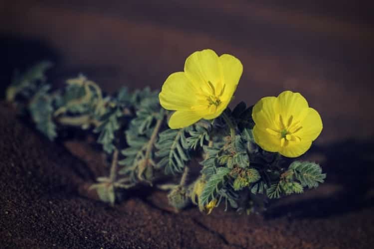 Small Caltrops - Tribulus terrestris, beautiful small plant with yellow flowers tribestan sopharma