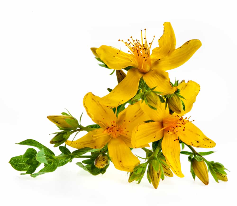 St.John Wort flowers St.John Wort flowers