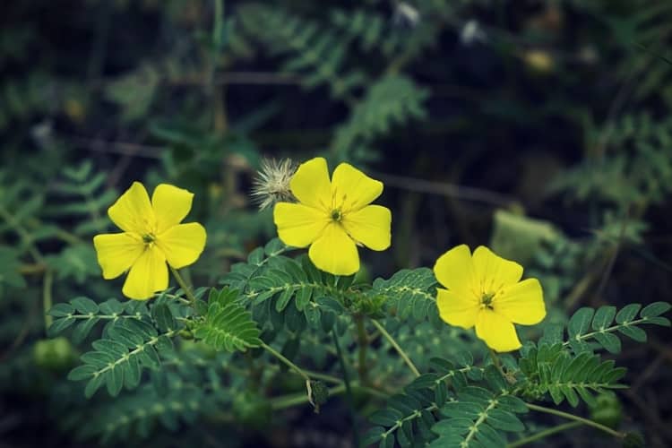 The yellow flower of devils thorn (Tribulus terrestris plant) The yellow flower of devils thorn (Tribulus terrestris plant)