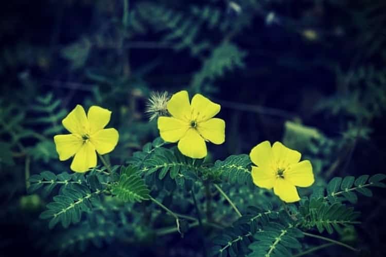The yellow flower of devils thorn tribulus terrestris plant The yellow flower of devils thorn tribulus terrestris plant