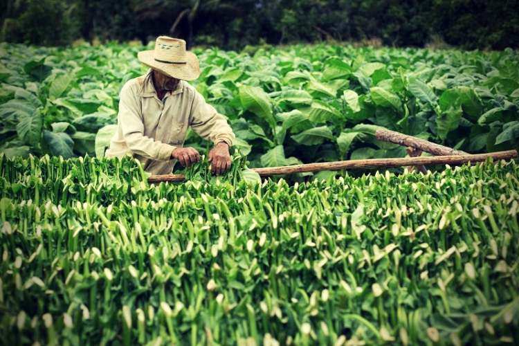 Tobacco farmers collect tobacco leaves