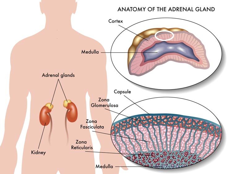 adrenal gland