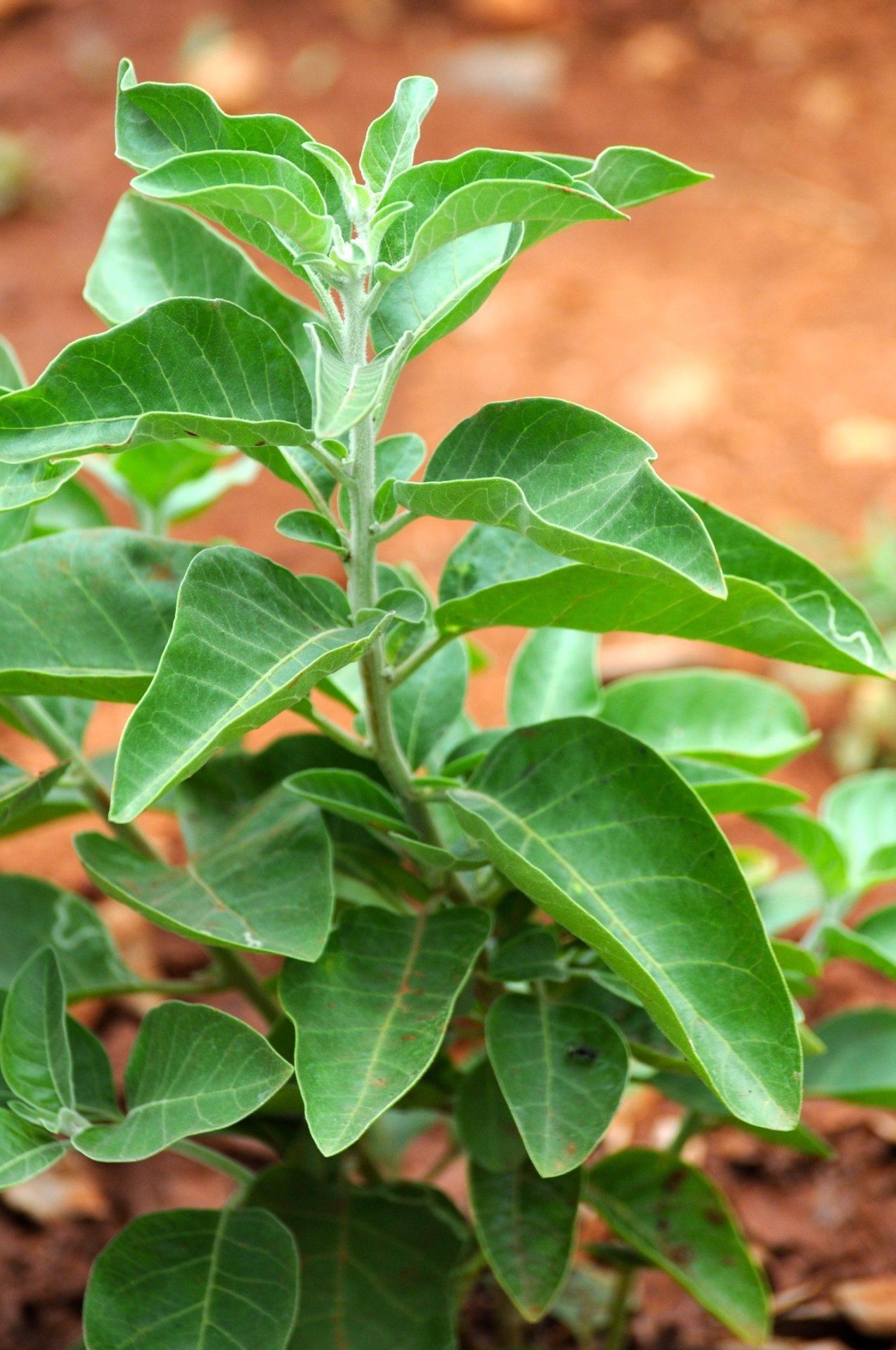 Ashwagandha root and powder, the most-studied adaptogen for stress and testosterone