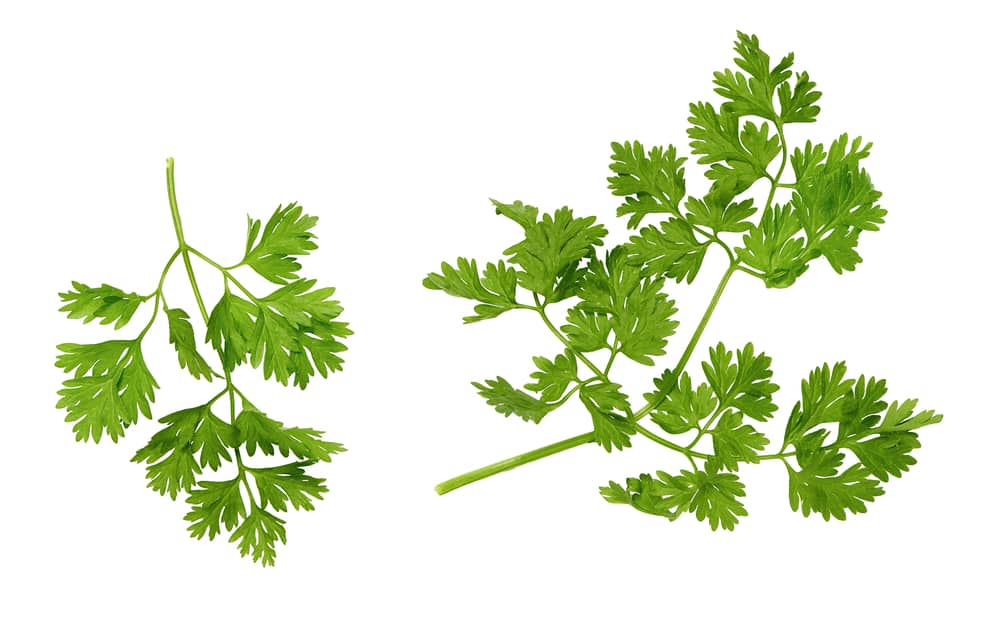 chervil leaves