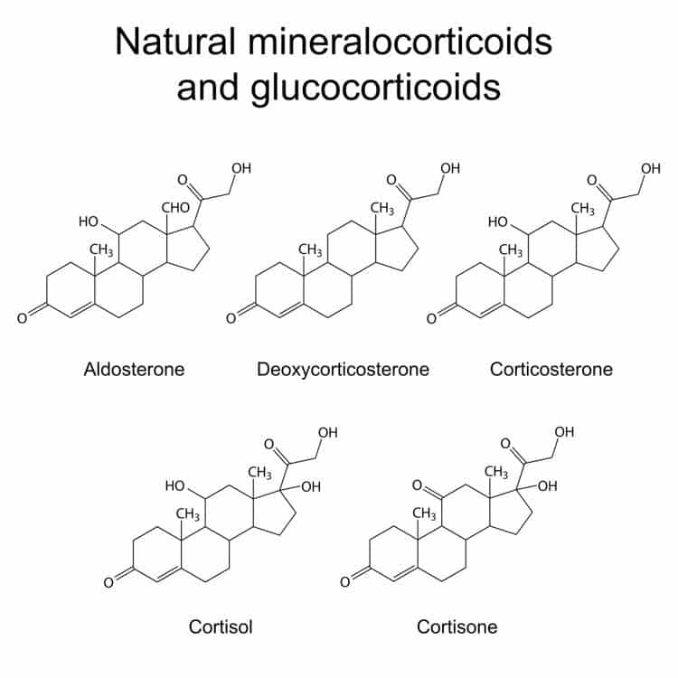 cortisol structures