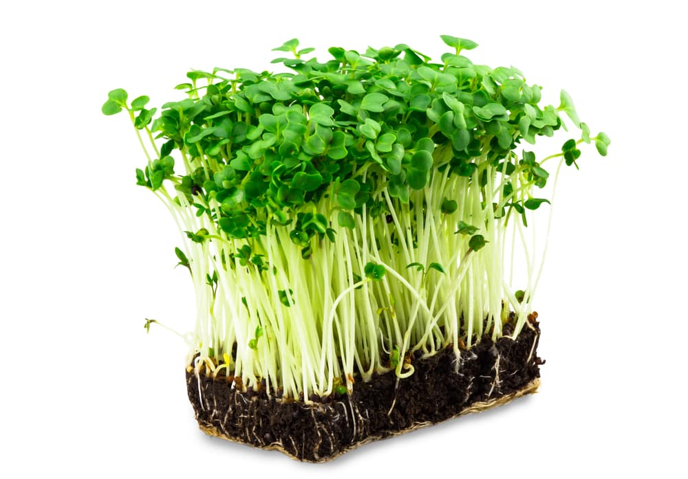 fresh green cress