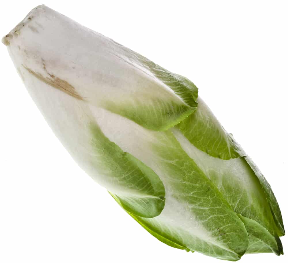 endive chicory