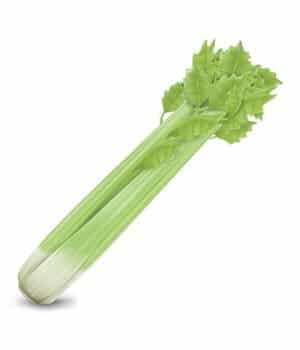celery celery