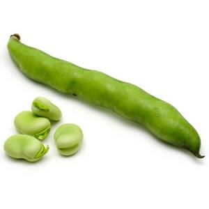 fava beans fava beans