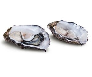 oysters