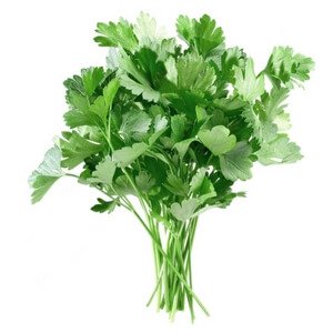 parsley herb