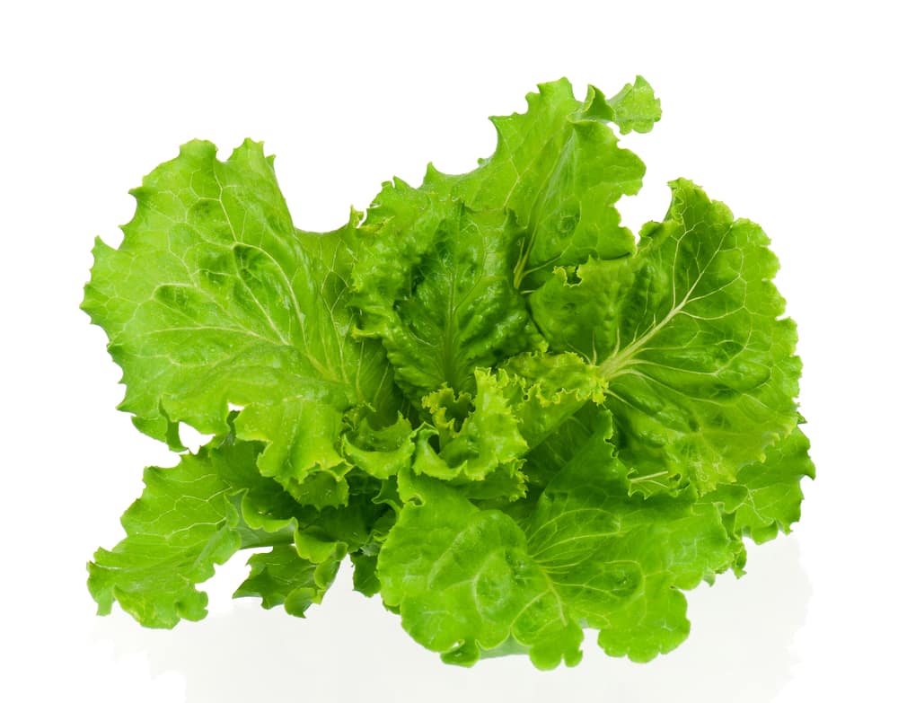 Fresh lettuce
