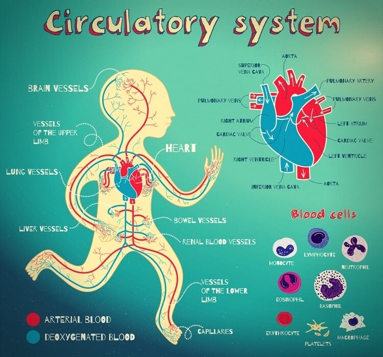 blood flow blood flow