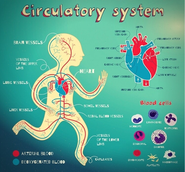 circulatory system