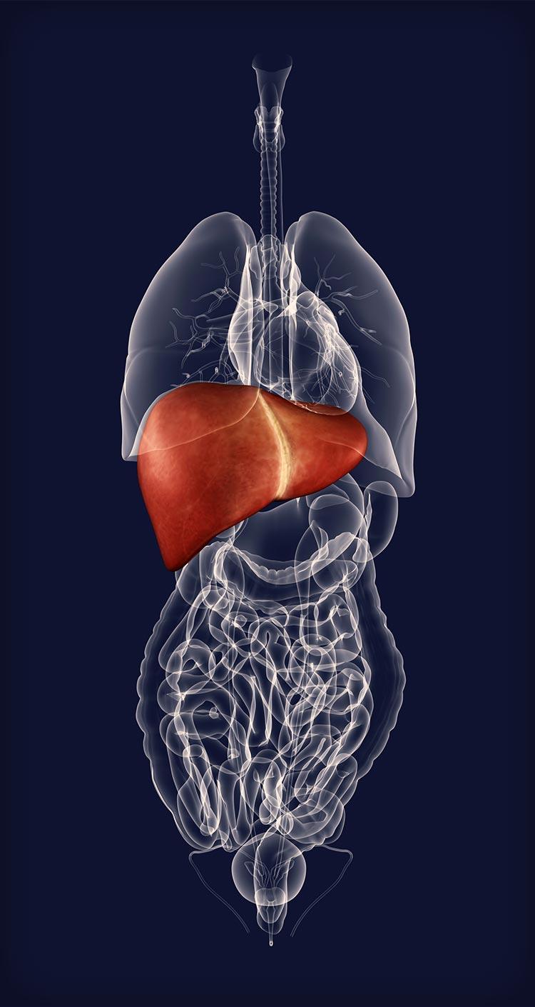  liver