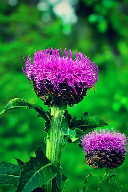 flower flower