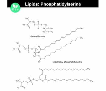 Phosphatidylserine structure