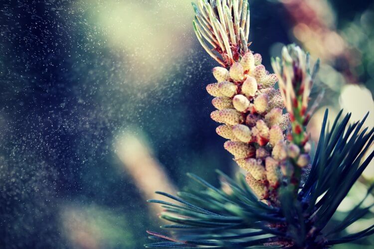 pollen