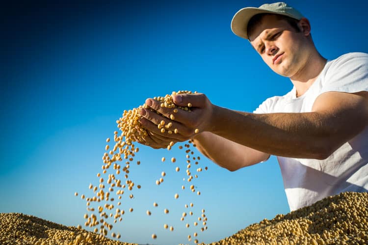 soy beans