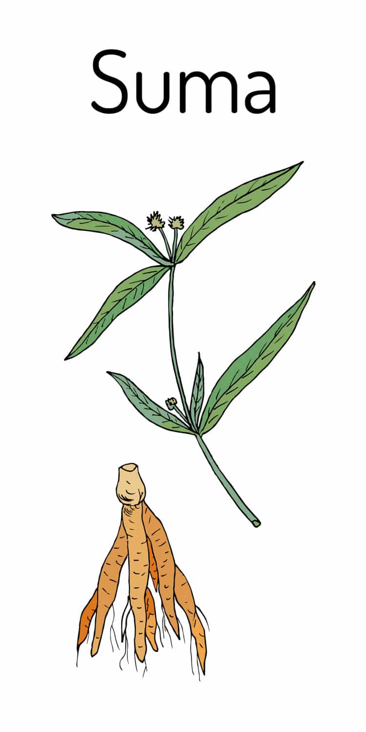sumo root illustration