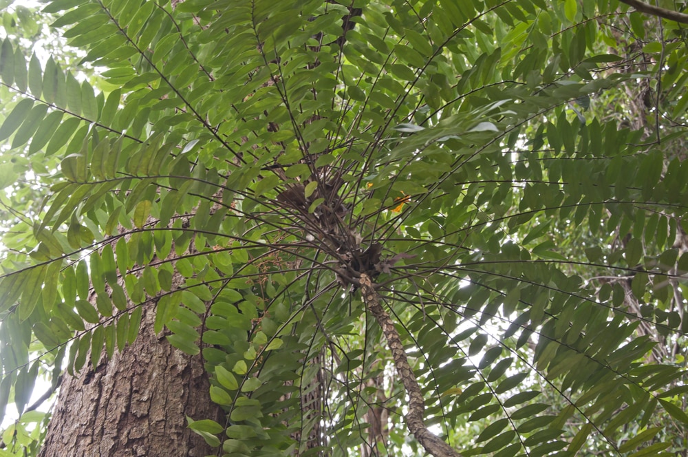 Eurycoma longifolia (Tongkat Ali) herbal plant