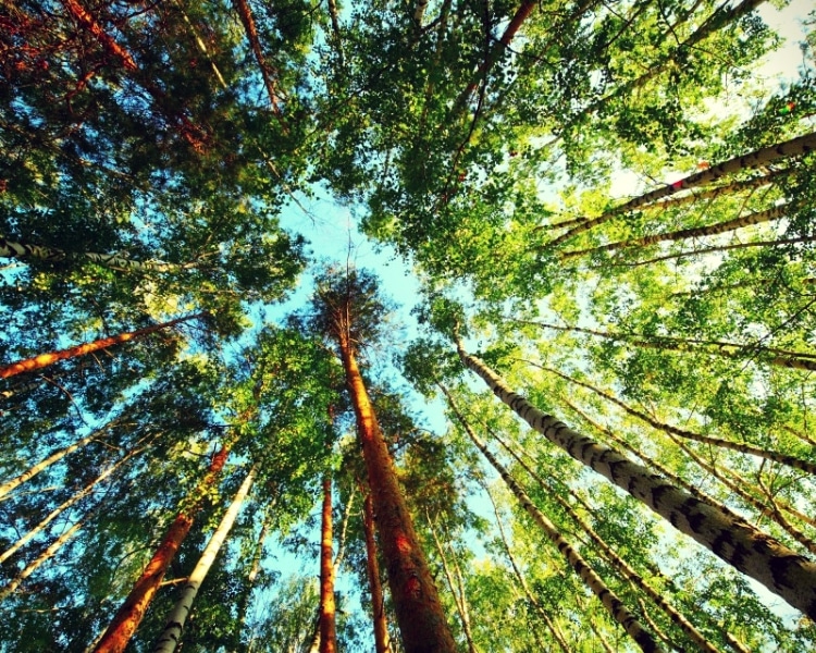 trees